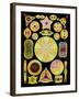 Art of Diatom Algae (from Ernst Haeckel)-Mehau Kulyk-Framed Photographic Print