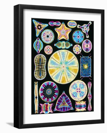 Art of Diatom Algae (from Ernst Haeckel)-null-Framed Photographic Print