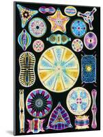 Art of Diatom Algae (from Ernst Haeckel)-null-Mounted Photographic Print