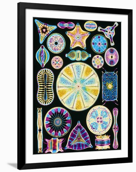 Art of Diatom Algae (from Ernst Haeckel)-null-Framed Photographic Print