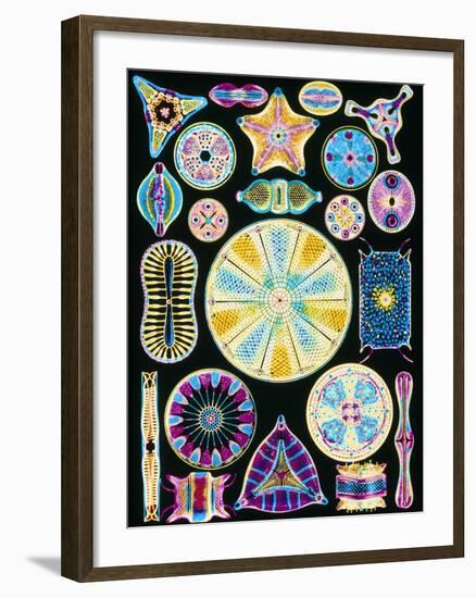 Art of Diatom Algae (from Ernst Haeckel)-null-Framed Photographic Print