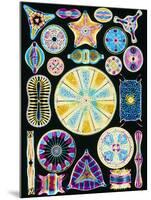 Art of Diatom Algae (from Ernst Haeckel)-null-Mounted Photographic Print