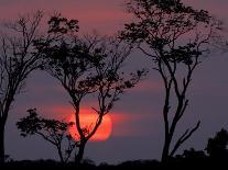 Amazonia Sunset-Art Wolfe-Photographic Print