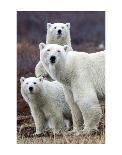 Churchill Polar Bears-Art Wolfe-Art Print