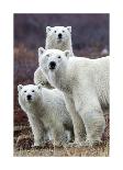 Aufeis on Kongakut River, Arctic National Wildlife Refuge, Alaska, USA-Art Wolfe-Premium Photographic Print