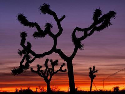 Joshua Trees at Sunrise, Mojave Desert, Joshua Tree National Monument, California, USA
