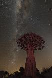 Mount Kilimanjaro, Amboseli National Park, Kenya-Art Wolfe-Photographic Print