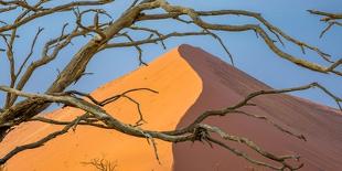 King penguin pair, South Georgia Island-Art Wolfe Wolfe-Stretched Canvas