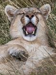 Puma, Chile-Art Wolfe Wolfe-Framed Photographic Print