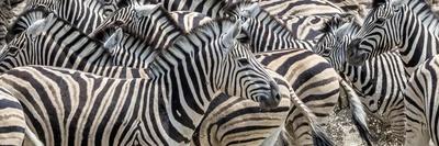 Zebras at waterhole, Namibia, Africa