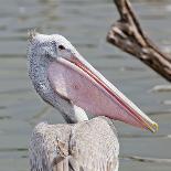 Closeup Spotted-Billed Pelecan Bird-Art9858-Photographic Print