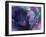 artelephoto 4-Richard Wallich-Framed Giclee Print