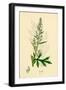 Artemisia Vulgaris Mugwort-null-Framed Giclee Print