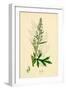 Artemisia Vulgaris Mugwort-null-Framed Giclee Print