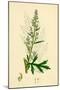 Artemisia Vulgaris Mugwort-null-Mounted Giclee Print