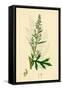 Artemisia Vulgaris Mugwort-null-Framed Stretched Canvas