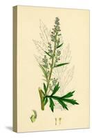 Artemisia Vulgaris Mugwort-null-Stretched Canvas