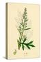 Artemisia Vulgaris Mugwort-null-Stretched Canvas