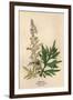 Artemisia Vulgaris-Mabel E Step-Framed Art Print