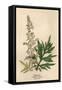 Artemisia Vulgaris-Mabel E Step-Framed Stretched Canvas