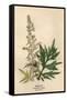 Artemisia Vulgaris-Mabel E Step-Framed Stretched Canvas