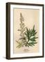 Artemisia Vulgaris-Mabel E Step-Framed Art Print