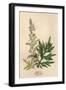 Artemisia Vulgaris-Mabel E Step-Framed Art Print