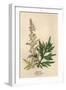 Artemisia Vulgaris-Mabel E Step-Framed Art Print