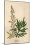 Artemisia Vulgaris-Mabel E Step-Mounted Art Print