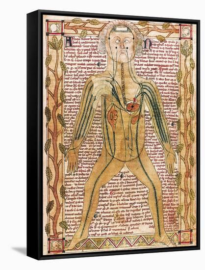 Arterial and Venous System, 'Treatise on the Human Body' 1292-null-Framed Stretched Canvas