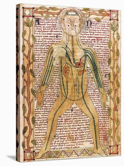 Arterial and Venous System, 'Treatise on the Human Body' 1292-null-Stretched Canvas