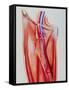 Arterial Bypass-John Bavosi-Framed Stretched Canvas