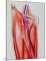 Arterial Bypass-John Bavosi-Mounted Photographic Print