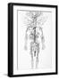 Arterial System, 18th Century-Science Photo Library-Framed Photographic Print