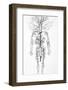 Arterial System, 18th Century-Science Photo Library-Framed Photographic Print