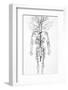 Arterial System, 18th Century-Science Photo Library-Framed Photographic Print