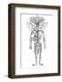 Arterial System, Drake-null-Framed Photographic Print