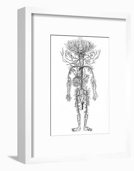 Arterial System, Drake-null-Framed Photographic Print