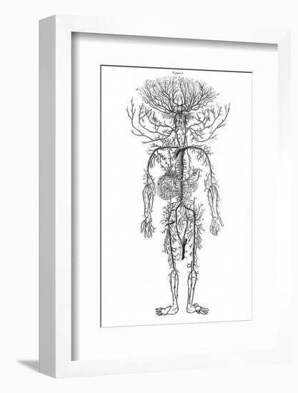 Arterial System, Drake-null-Framed Photographic Print