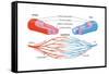 Arteries and Veins-Encyclopaedia Britannica-Framed Stretched Canvas