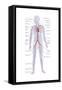 Arteries and Veins-Encyclopaedia Britannica-Framed Stretched Canvas