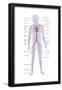 Arteries and Veins-Encyclopaedia Britannica-Framed Poster