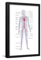 Arteries and Veins-Encyclopaedia Britannica-Framed Poster