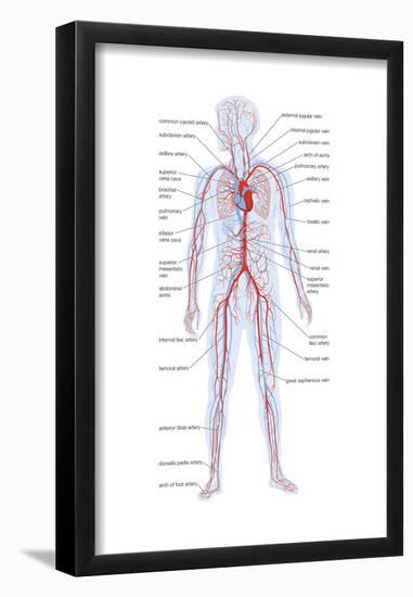 Arteries and Veins-Encyclopaedia Britannica-Framed Poster