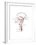 Arteries Found in the Head, Illustration-Gwen Shockey-Framed Art Print