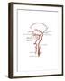 Arteries Found in the Head, Illustration-Gwen Shockey-Framed Art Print