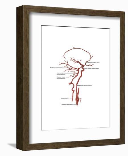 Arteries Found in the Head, Illustration-Gwen Shockey-Framed Art Print