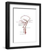 Arteries Found in the Head, Illustration-Gwen Shockey-Framed Art Print