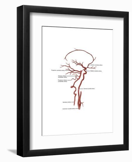 Arteries Found in the Head, Illustration-Gwen Shockey-Framed Art Print