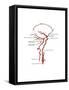 Arteries Found in the Head, Illustration-Gwen Shockey-Framed Stretched Canvas